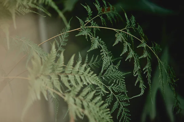 Селективная Направленность Ветвей Зелеными Листьями Кипариса — стоковое фото