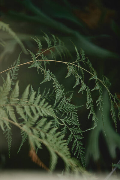 селективное фокусирование ветвей с зелеными листьями кипариса на размытом фоне
 