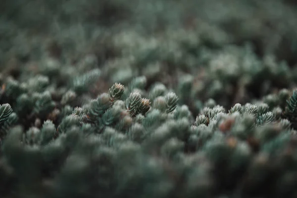 Selective Focus Pine Branches Needles Blurred Background — Stock Photo, Image