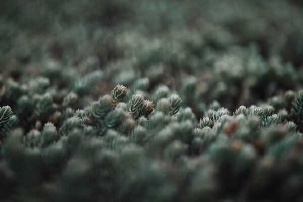 selective focus of pine branches with needles on blurred background
