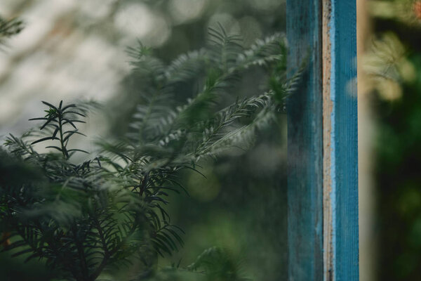 селективная направленность ветвей с зелеными листьями кипариса
