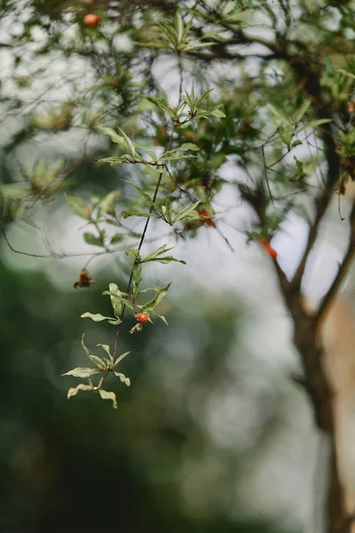 Fuoco Selettivo Ramo Albero Con Foglie Verdi Sfondo Sfocato — Foto Stock