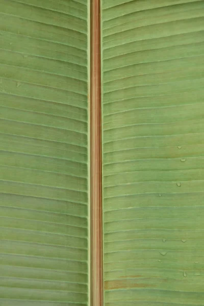 Vollbild Des Tropischen Hellgrünen Blattes Das Von Wassertropfen Bedeckt Ist — kostenloses Stockfoto