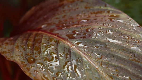 Foyer Sélectif Feuilles Colorées Recouvertes Gouttes Eau Sur Fond Flou — Photo