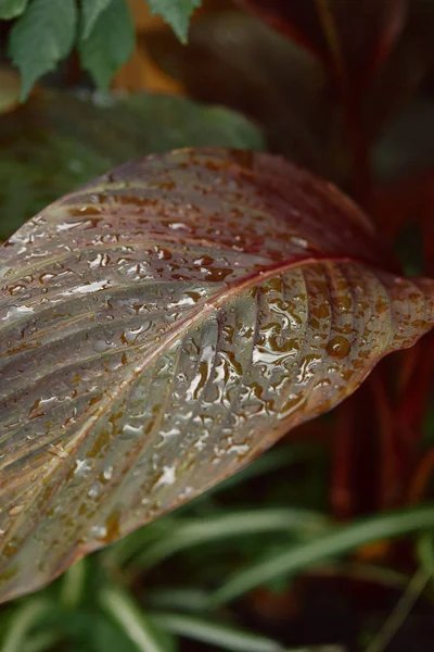 Foyer Sélectif Feuilles Colorées Recouvertes Gouttes Eau Sur Fond Flou — Photo gratuite