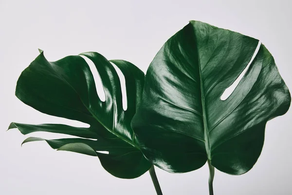 Hermoso Verde Monstera Hojas Aisladas Blanco — Foto de Stock