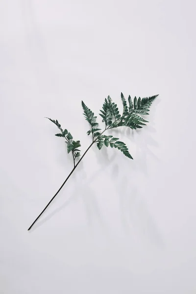 Top View Single Green Fern Branch Lying White White — Stock Photo, Image