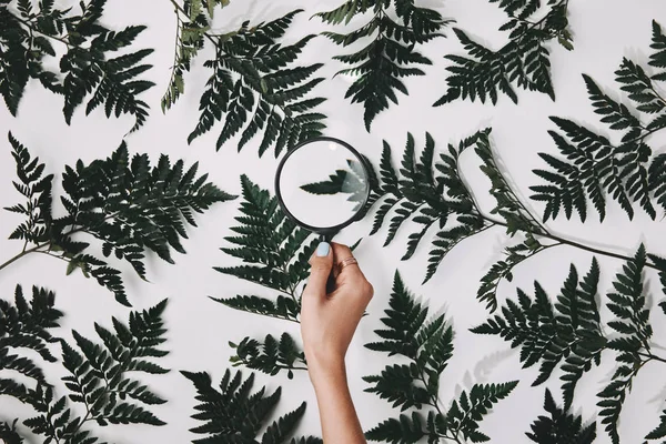 Tiro Cortado Mulher Segurando Lupa Sobre Folhas Samambaia Verde Isolado — Fotografia de Stock