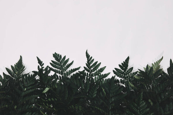 top view of green fern leaves isolated on white