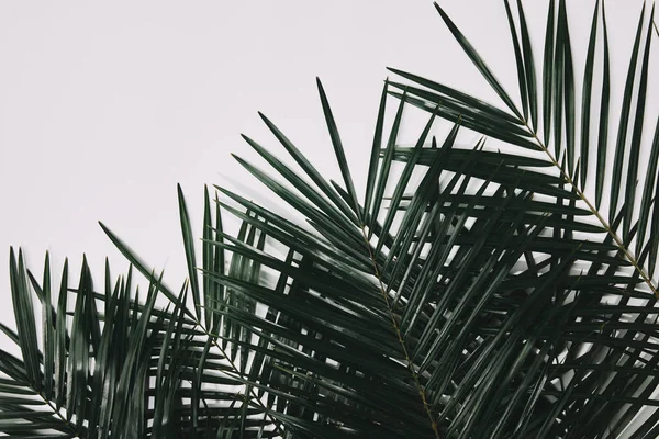 Top View Palm Branches Isolated White — Free Stock Photo