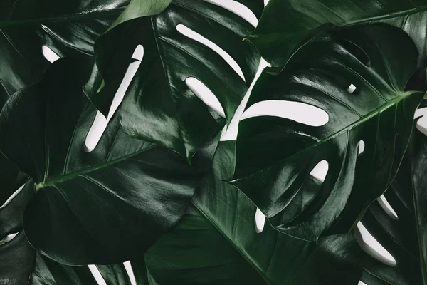 Tiro Quadro Completo Folhas Monstera Verde Isolado Branco — Fotografia de Stock