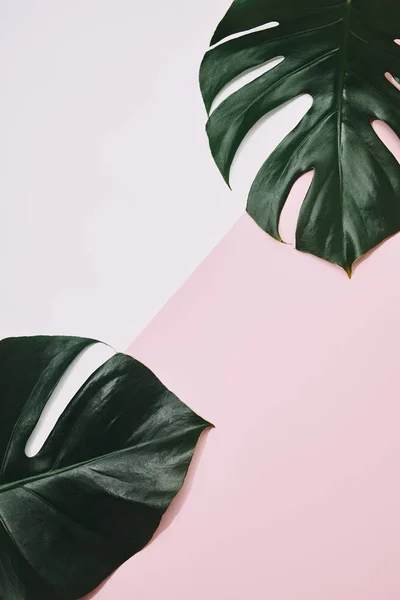 粉红色表面绿色龟背竹叶的顶部视图 — 图库照片