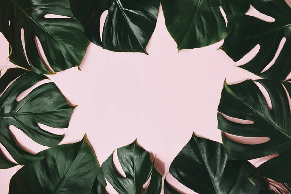 top view of monstera leaves frame on pink surface