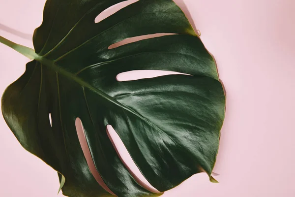 Partial View Green Monstera Leaf Pink Tabletop — Stock Photo, Image