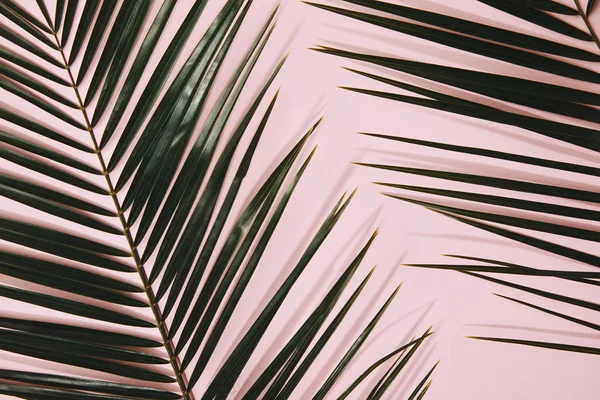 Top View Palm Branches Pink Surface — Stock Photo, Image