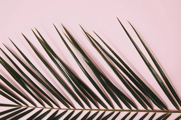 Partial View Palm Branch Pink — Stock Photo, Image