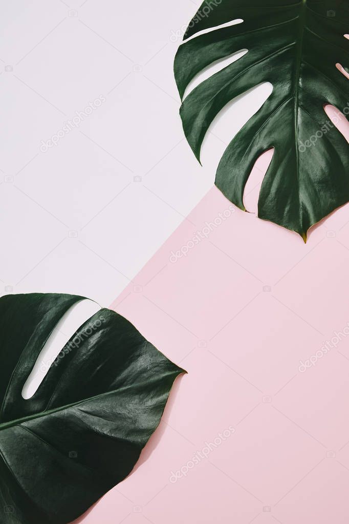 top view of green monstera leaves on pink surface