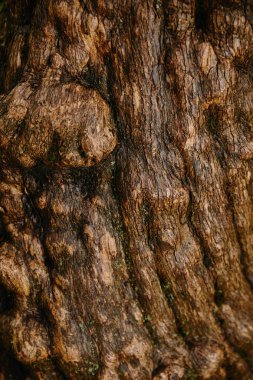 close up of brown old oak bark clipart