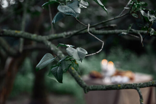 зеленые листья на ветке дерева с размытым столом на заднем плане в саду
