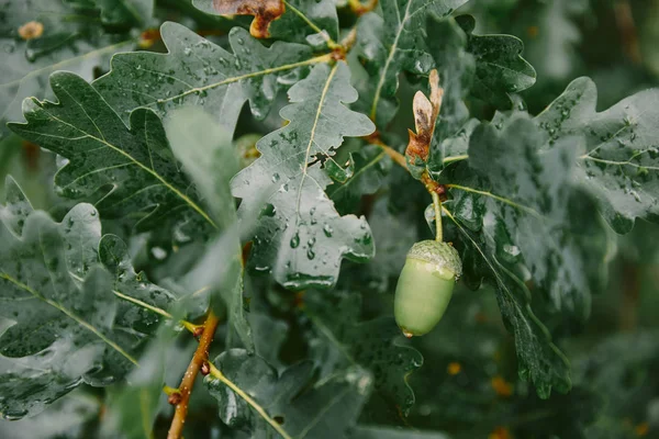 Ghianda Verde Foglie Quercia Albero — Foto Stock