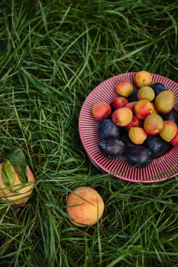 elevated view of plums, apricots and peaches on green grass in garden clipart