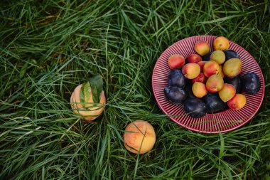 top view of plums and peaches on green grass in garden clipart