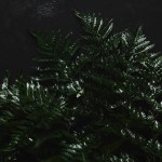 Close-up view of beautiful green wet fern on black