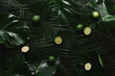 taze limes ve güzel yeşil ıslak tropikal yaprak üstten görünüm