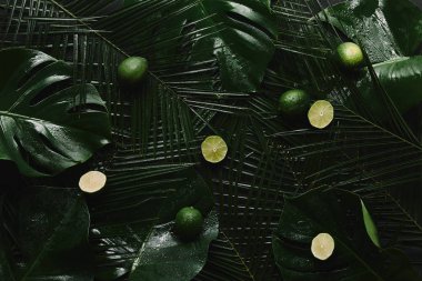 top view of fresh limes and beautiful green wet tropical leaves clipart