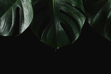 siyah izole monstera yaprakları görmek güzel yeşil ıslak