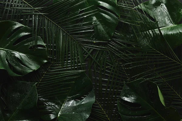 Вид Зверху Красивого Зеленого Вологого Листя Тропічний Фон — стокове фото
