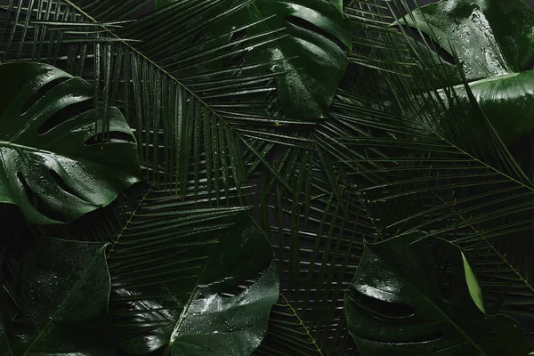top view of beautiful green wet leaves, tropical background