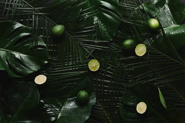 Top View Fresh Limes Beautiful Green Wet Tropical Leaves — Stock Photo, Image