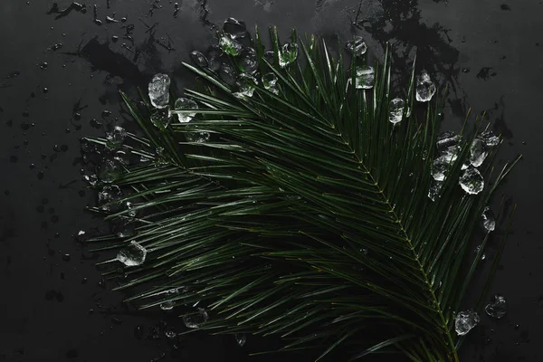 top view of beautiful green wet palm leaves and ice cubes on black 