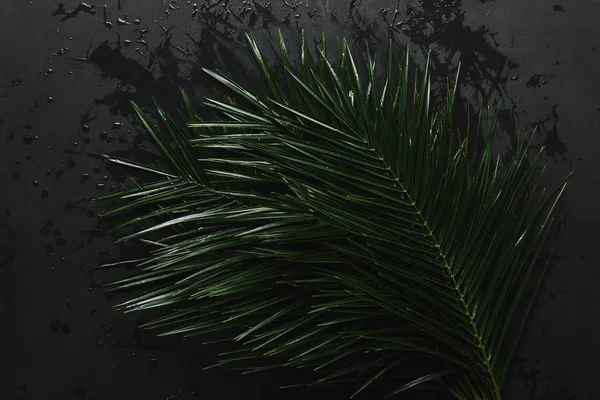 top view of beautiful green wet palm leaves on black 