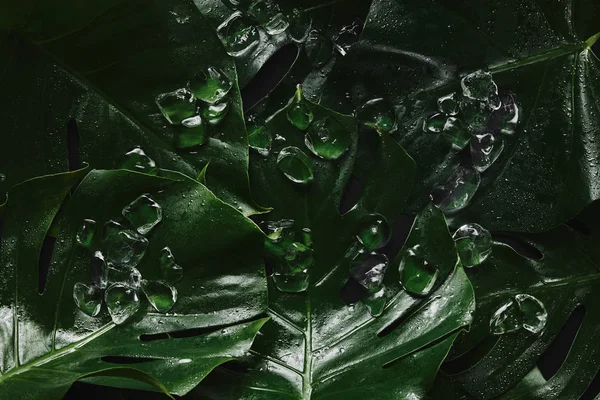 Top View Beautiful Green Wet Tropical Leaves Ice Cubes — Stock Photo, Image