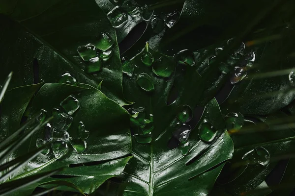 Close View Beautiful Green Wet Tropical Leaves Ice Cubes — Stock Photo, Image