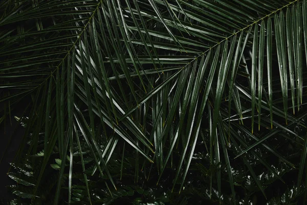Nahaufnahme Von Schönen Grünen Nassen Palmblättern Und Farn — Stockfoto