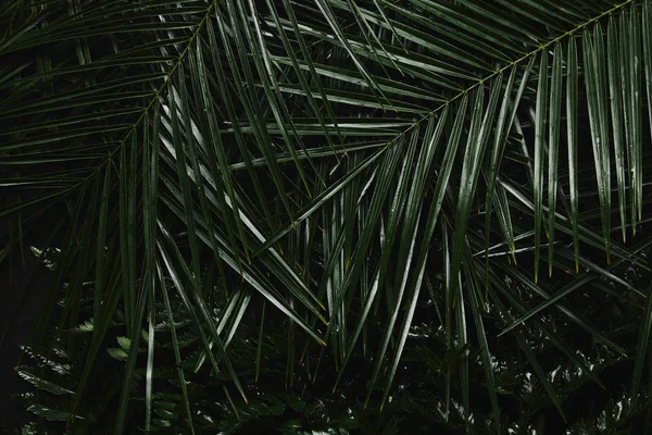 close-up view of beautiful green wet palm leaves and fern