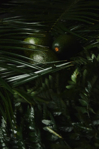close-up view of fresh green tropical leaves and avocados