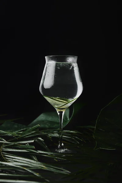 玻璃的特写视图与清爽的饮料和新鲜的绿色热带叶子在黑 — 免费的图库照片