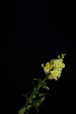 güzel sarı çiçek tomurcukları siyah izole yaprakları ile yeşil kök üzerinde   