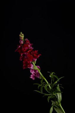 siyah izole yaprakları ile yeşil kök üzerinde güzel kestane rengi çiçekler 