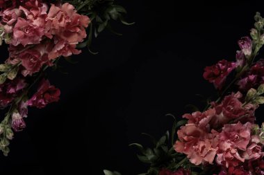 güzel yumuşak pembe kılıç çiçeği çiçek tomurcuklu siyah arka plan üzerine izole