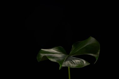 güzel koyu yeşil monstera yaprak siyah arka plan üzerine izole yakından görmek 