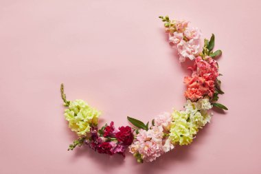 güzel yumuşak pembe, beyaz, sarı ve kırmızı çiçekler üstten görünüm pembe bir arka plan üzerinde  