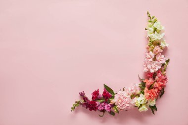 güzel yumuşak pembe, beyaz ve kırmızı çiçekler üstten görünüm pembe bir arka plan üzerinde  