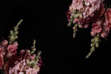 güzel pembe siyah dekoratif kılıç çiçeği çiçek izole