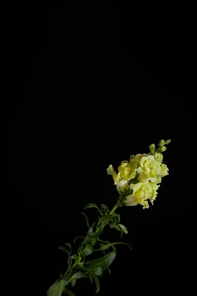 Beautiful Yellow Flowers Buds Green Stem Leaves Isolated Black — Free Stock Photo