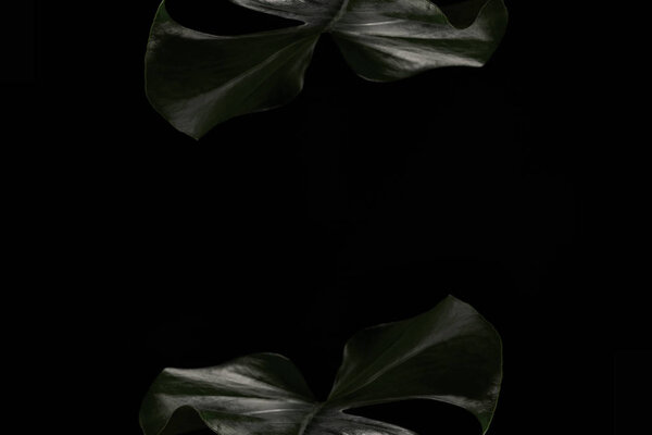 красивые темно-зеленые листья монстра изолированы на черном фоне
 